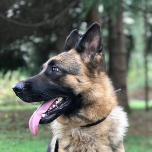 Meet your Posher, Alan